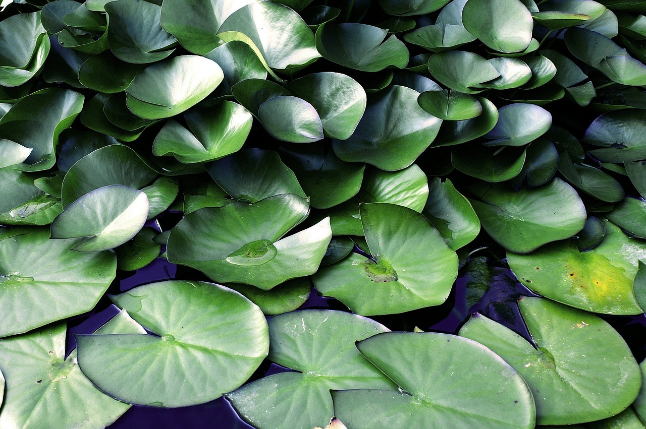 lily pads green pond free photo