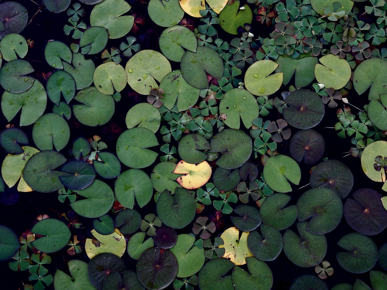 lily pads green water free photo