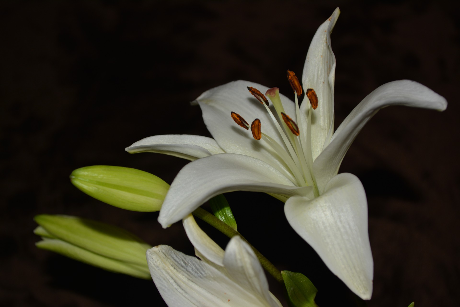 lilies background flower free photo