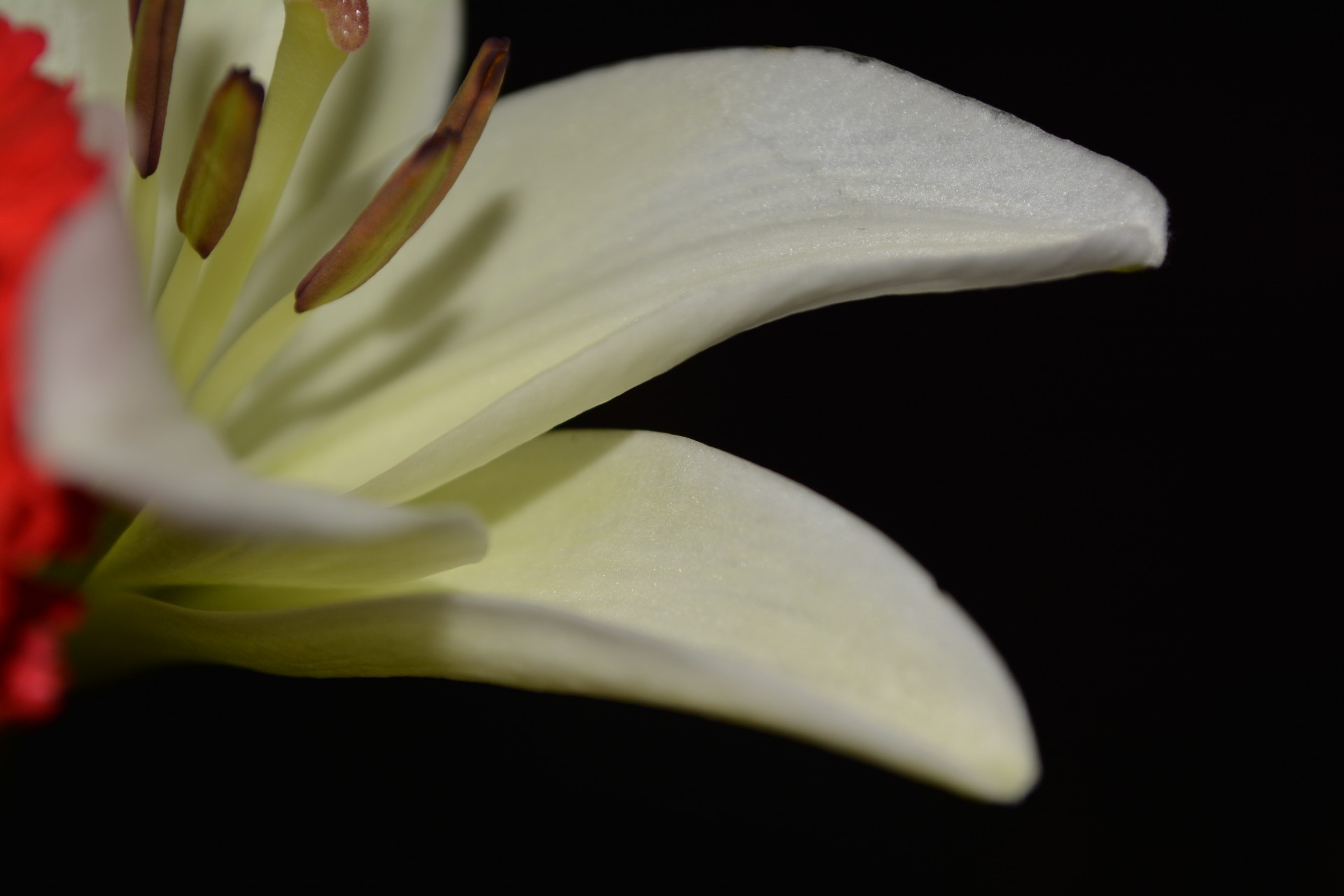 lilies background flower free photo