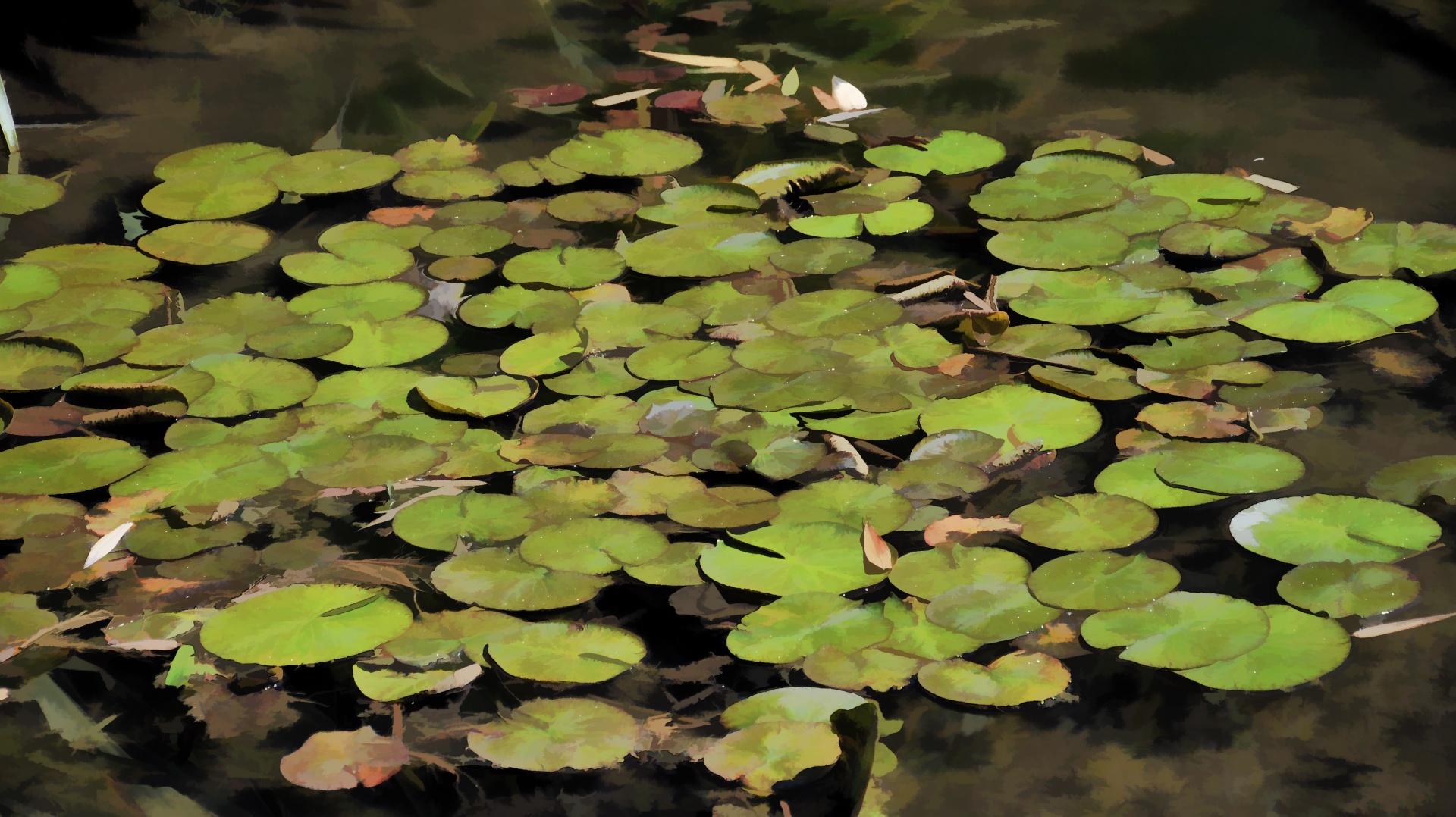 lily lily pods monet free photo