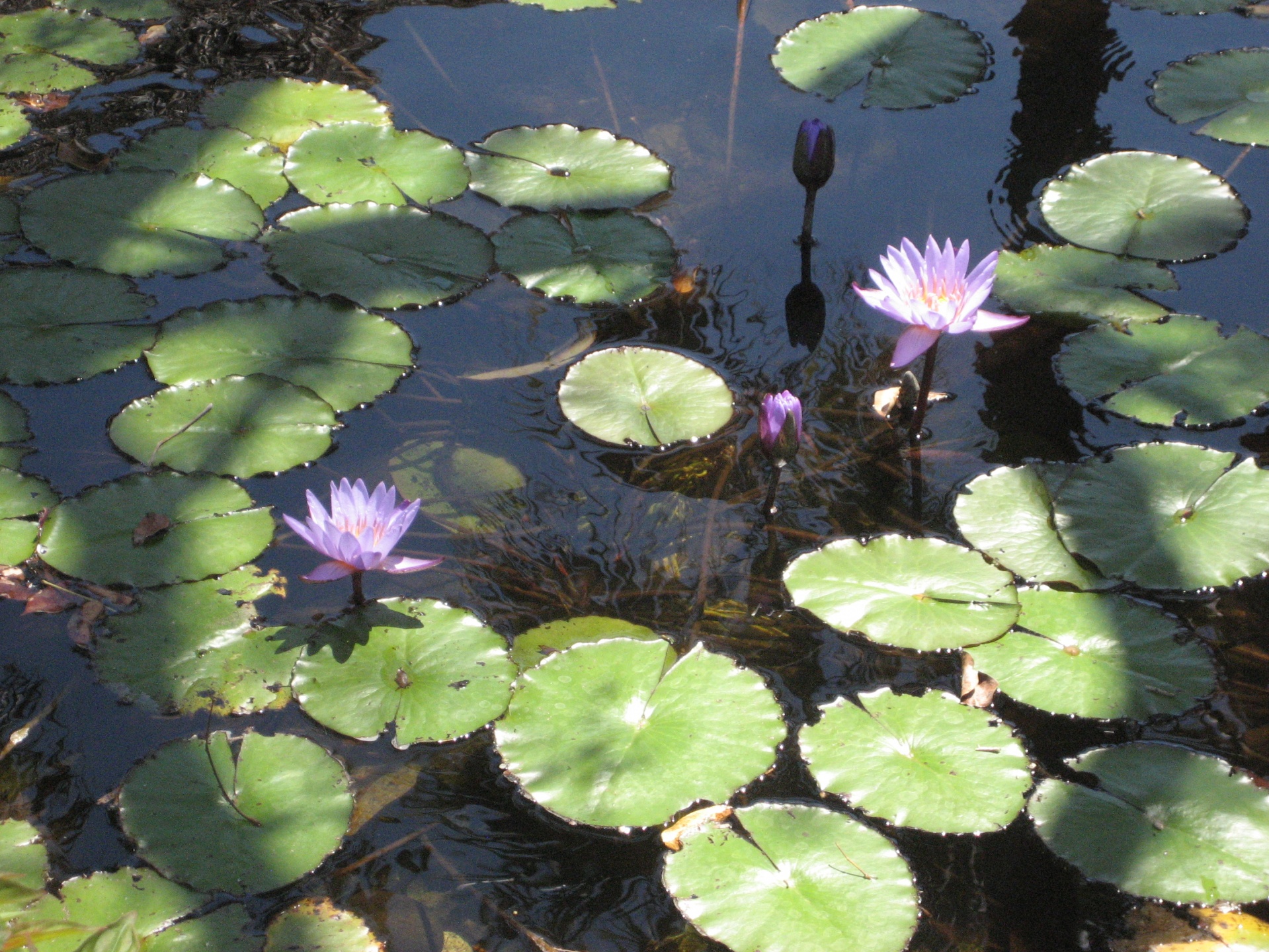 lily pad pond free photo