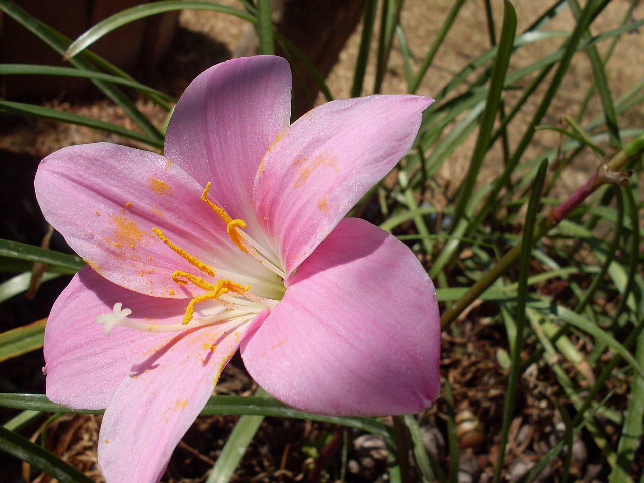 lily rose pink flower pollen free photo