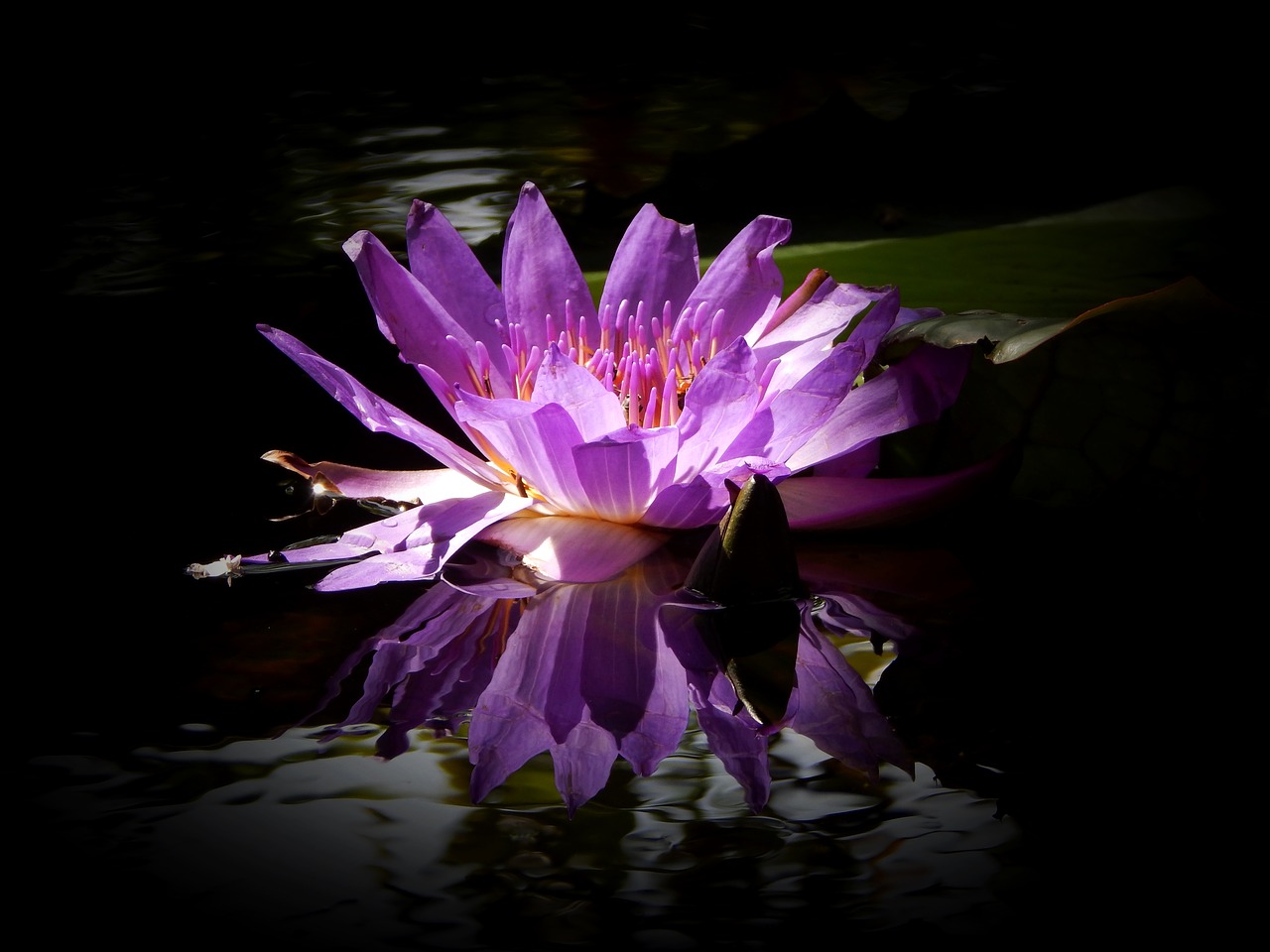 lily water purple flower flower free photo