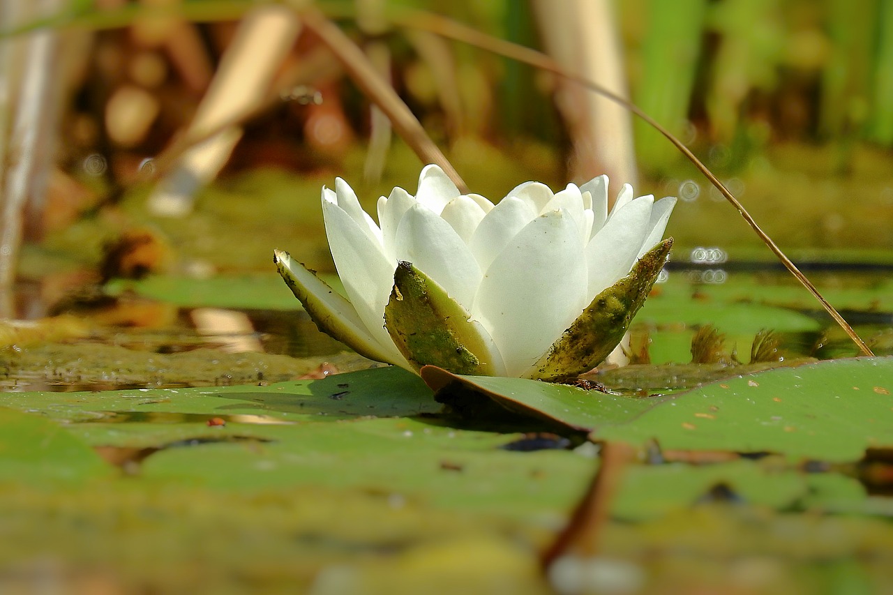 lily white  lake  flower free photo