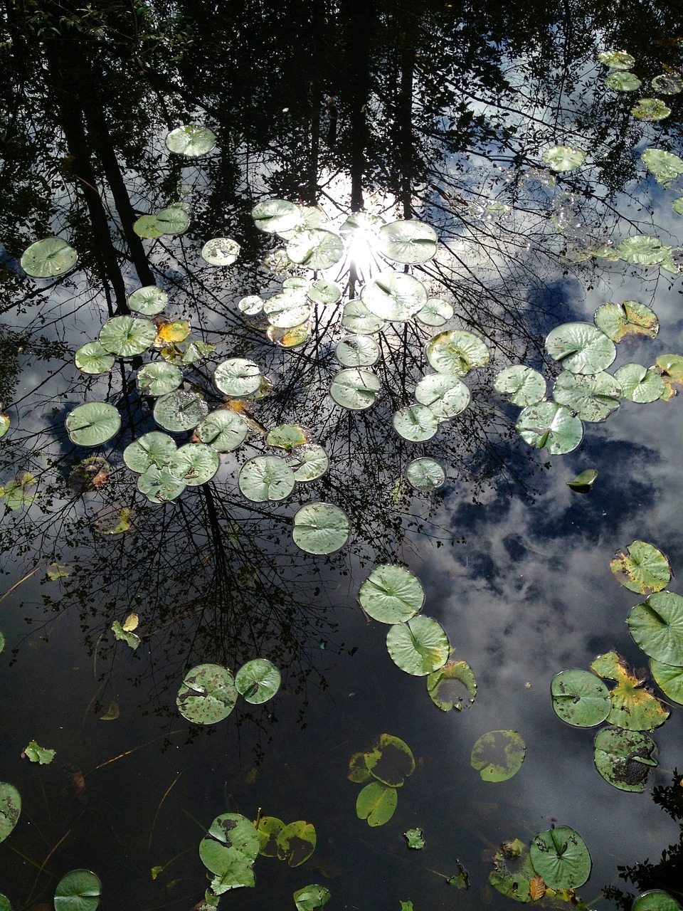 lily pad pond plant pond free photo