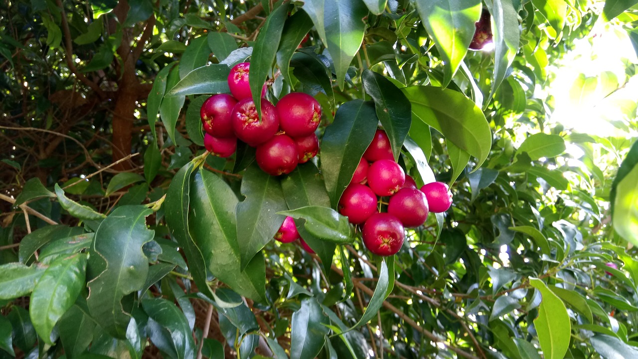 lilypillies fruit magenta free photo