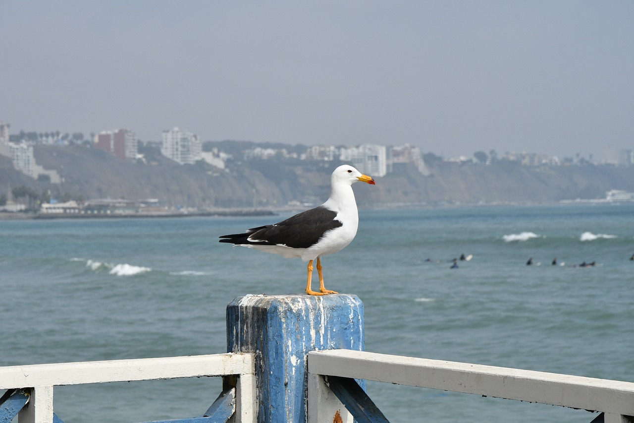 lima  beach  bird free photo