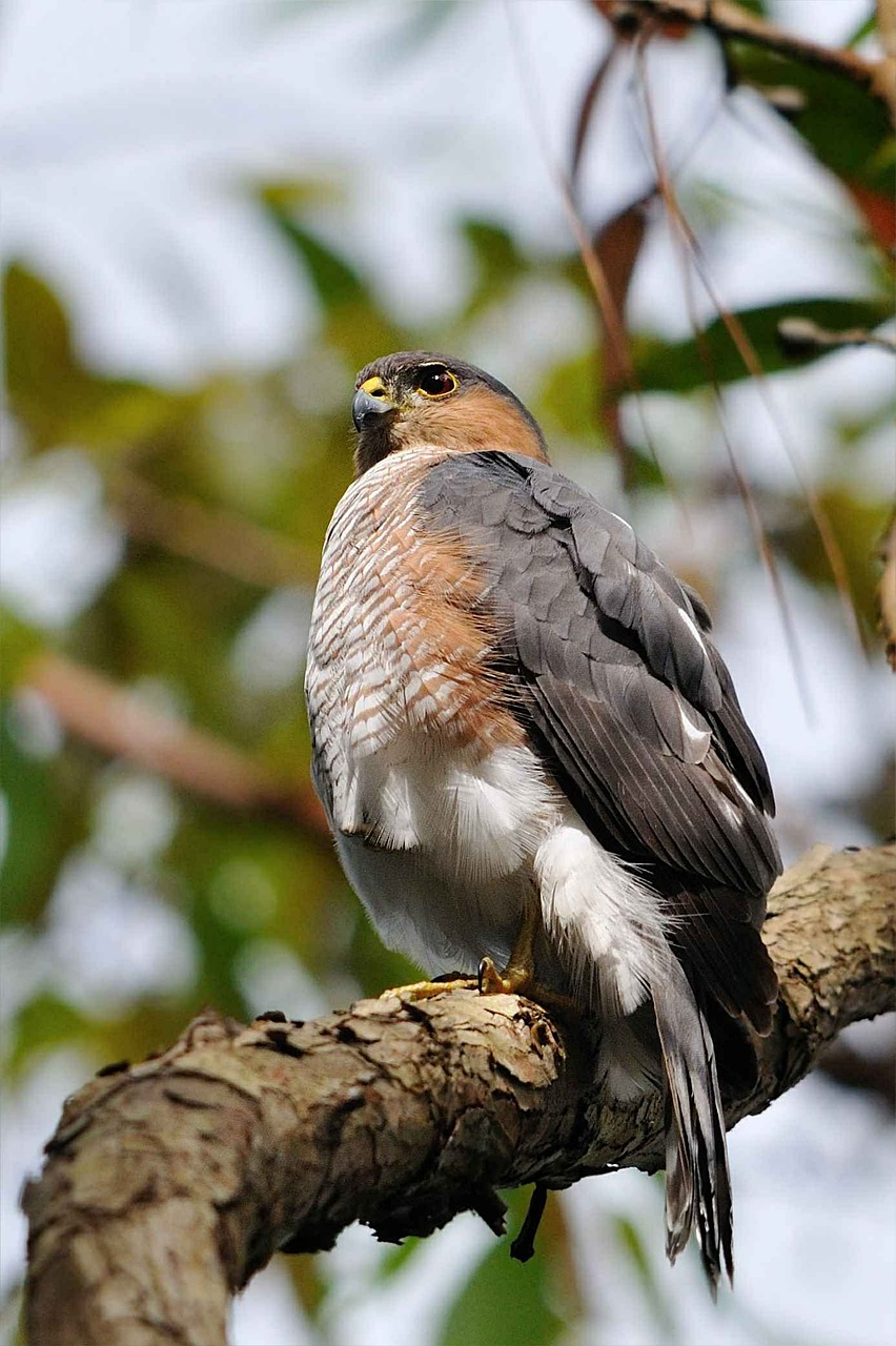 limb tree perched free photo