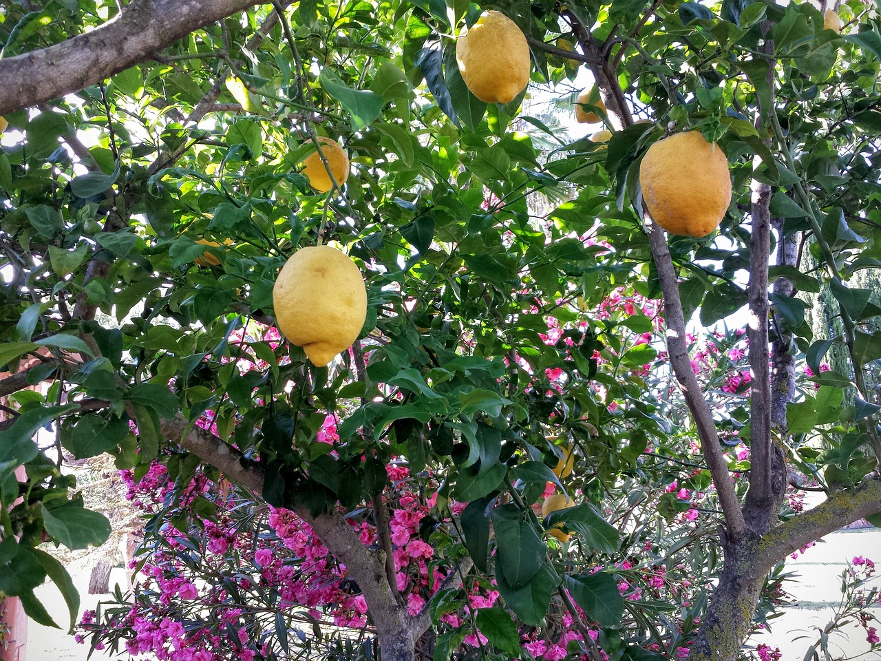 lime colors fruit trees free photo