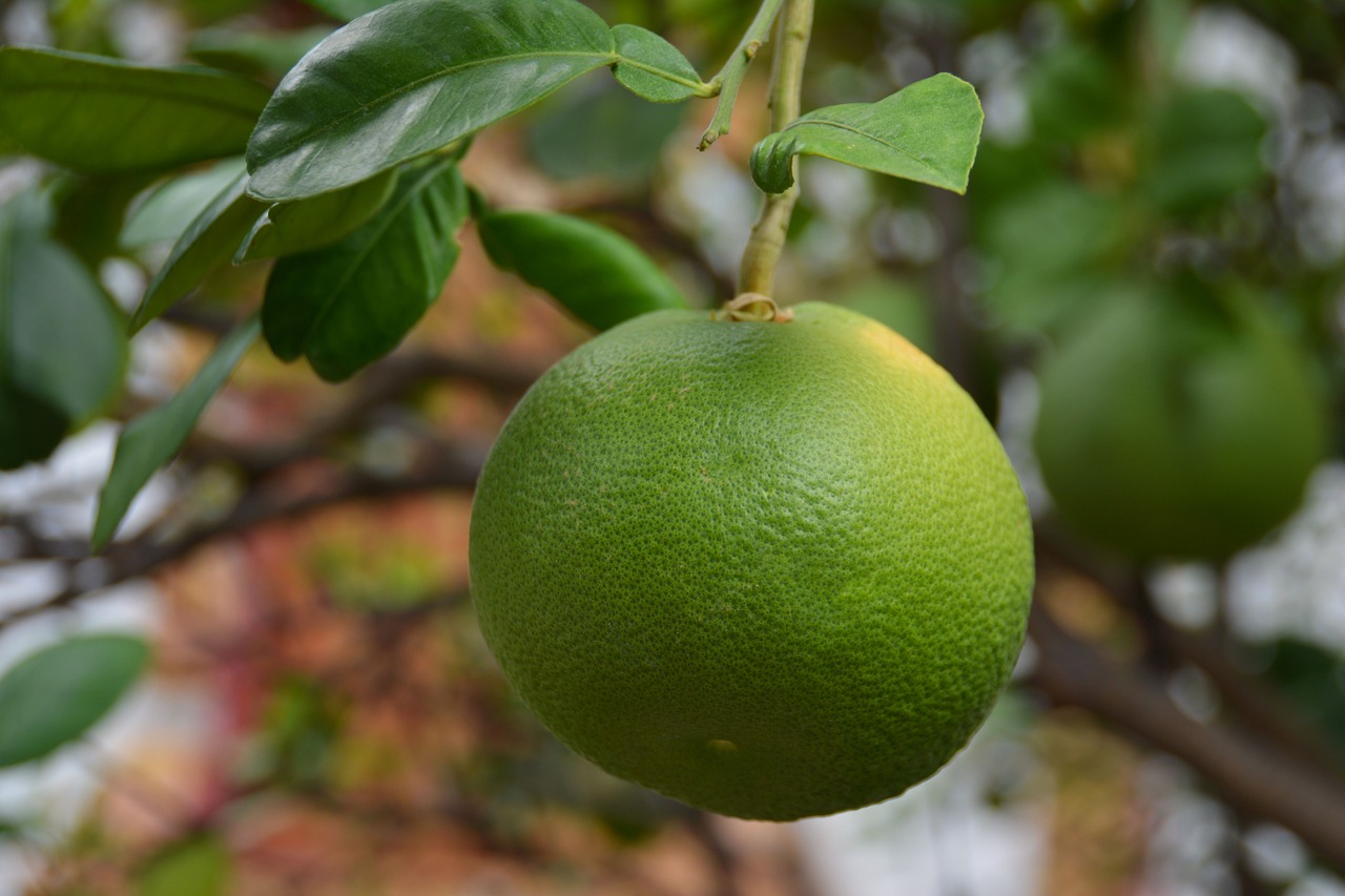 lime citrus fruit citrus free photo