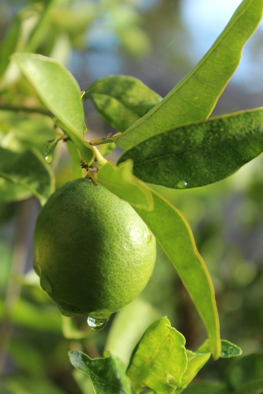 lime tree green free photo