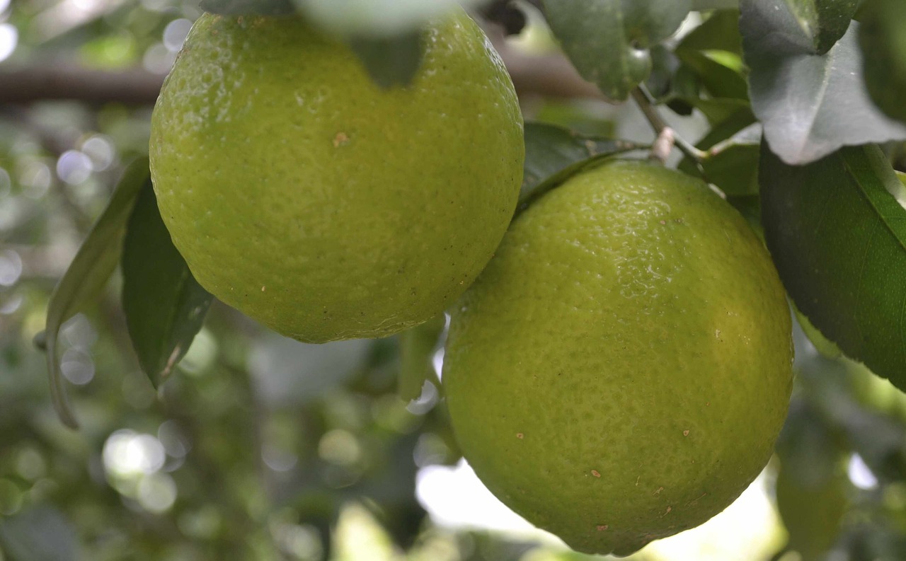 lime fruit citric free photo