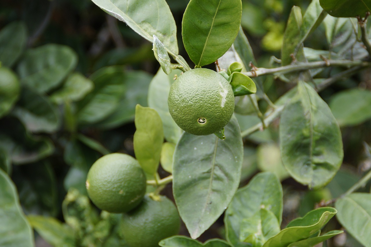 lime citrus fruit fruit free photo