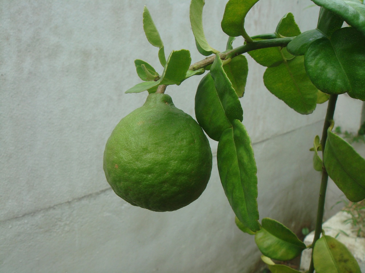 lime citrus fruit free photo