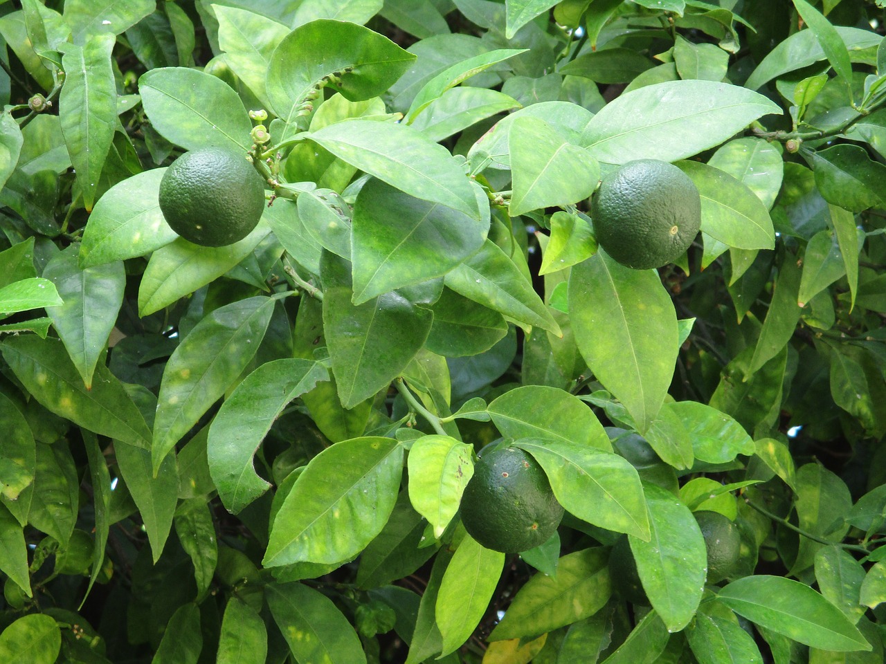 lime lime tree fruit free photo