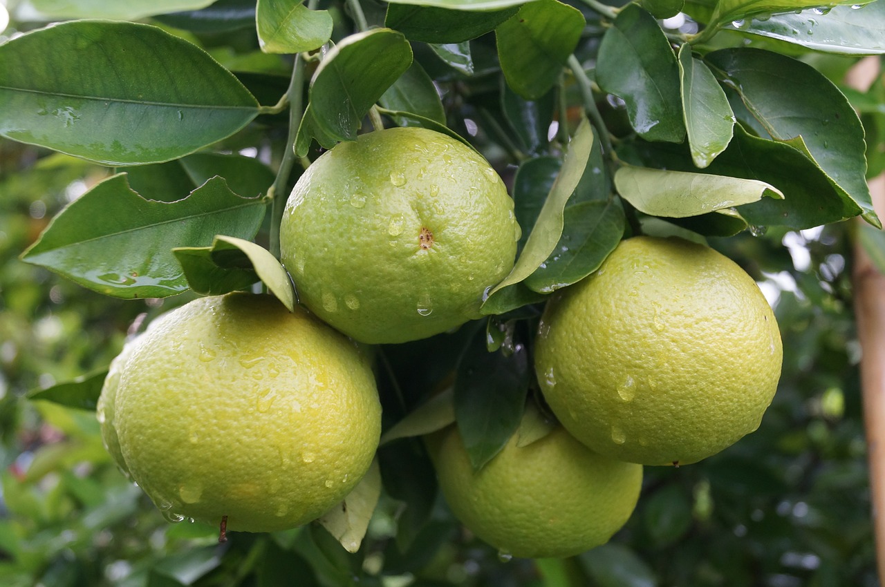 lime fruit citrus fruit free photo