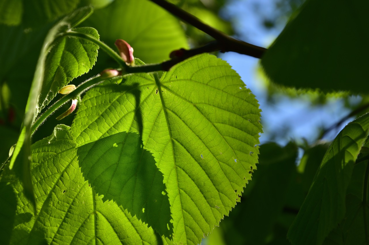 lime  nature  foliage free photo