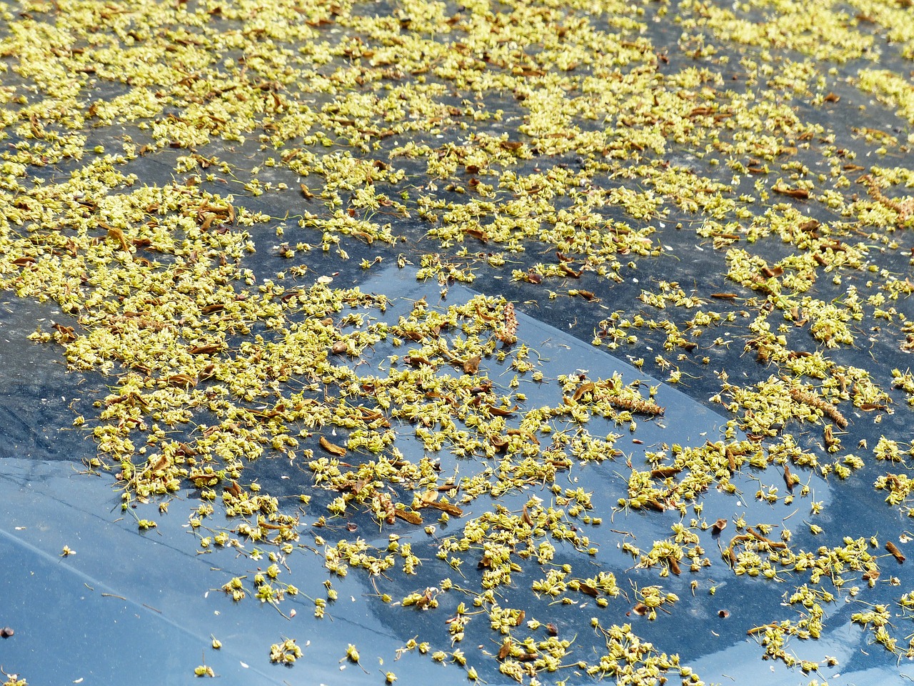 lime blossom fallen pollen free photo