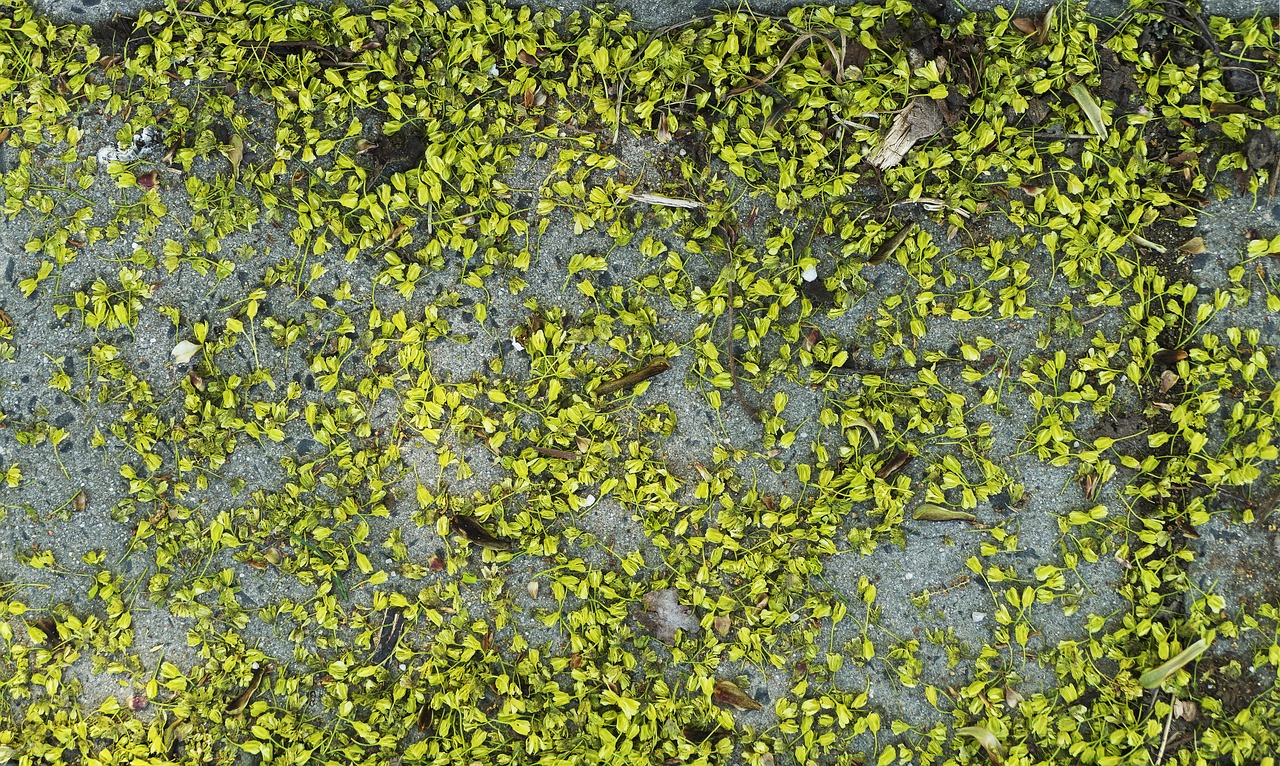 lime blossom  ground  lying free photo