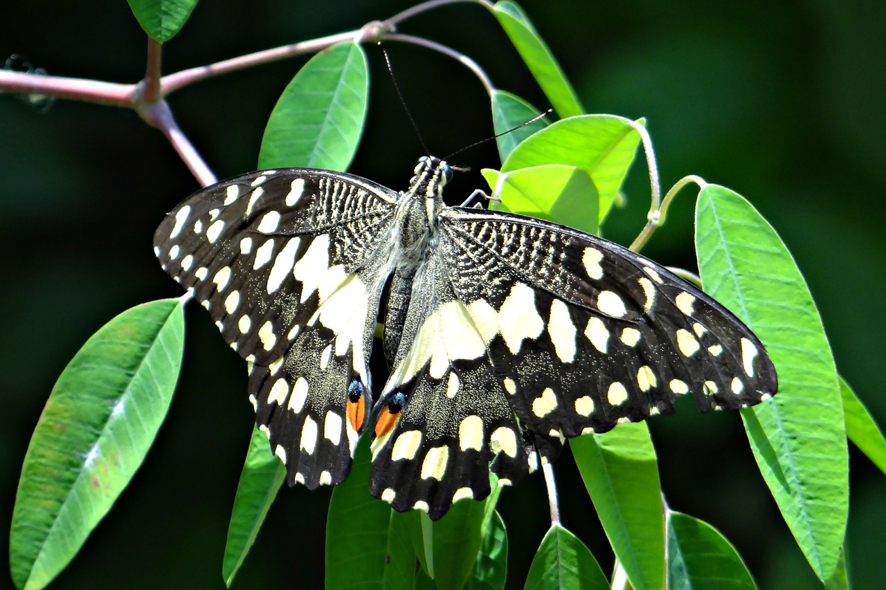 lime butterfly papilio demoleus butterfly free photo