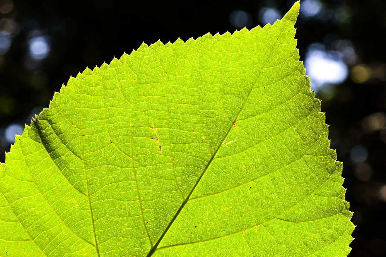 lime leaf  leaf  tree free photo