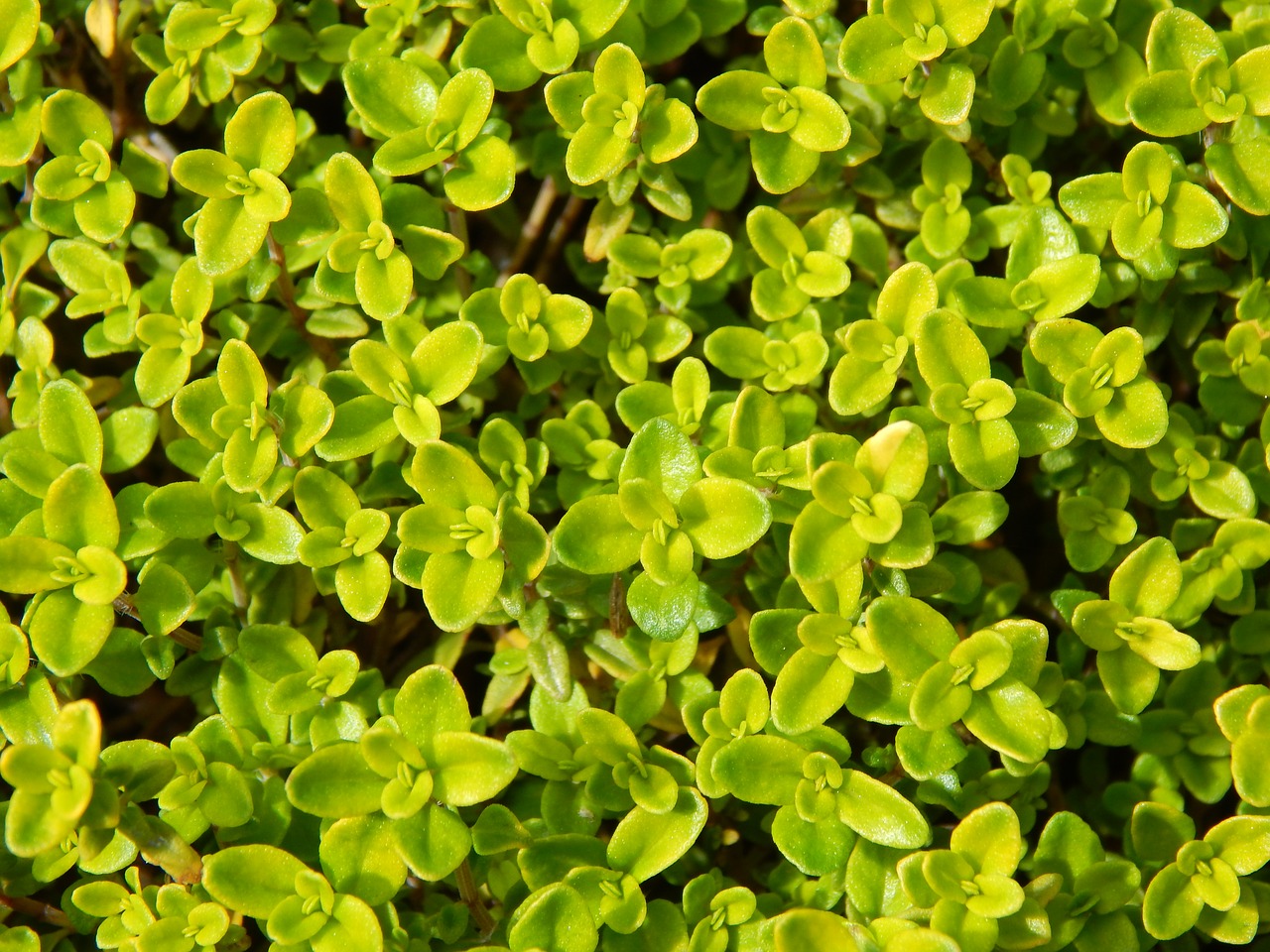 lime thyme  thyme  herb free photo