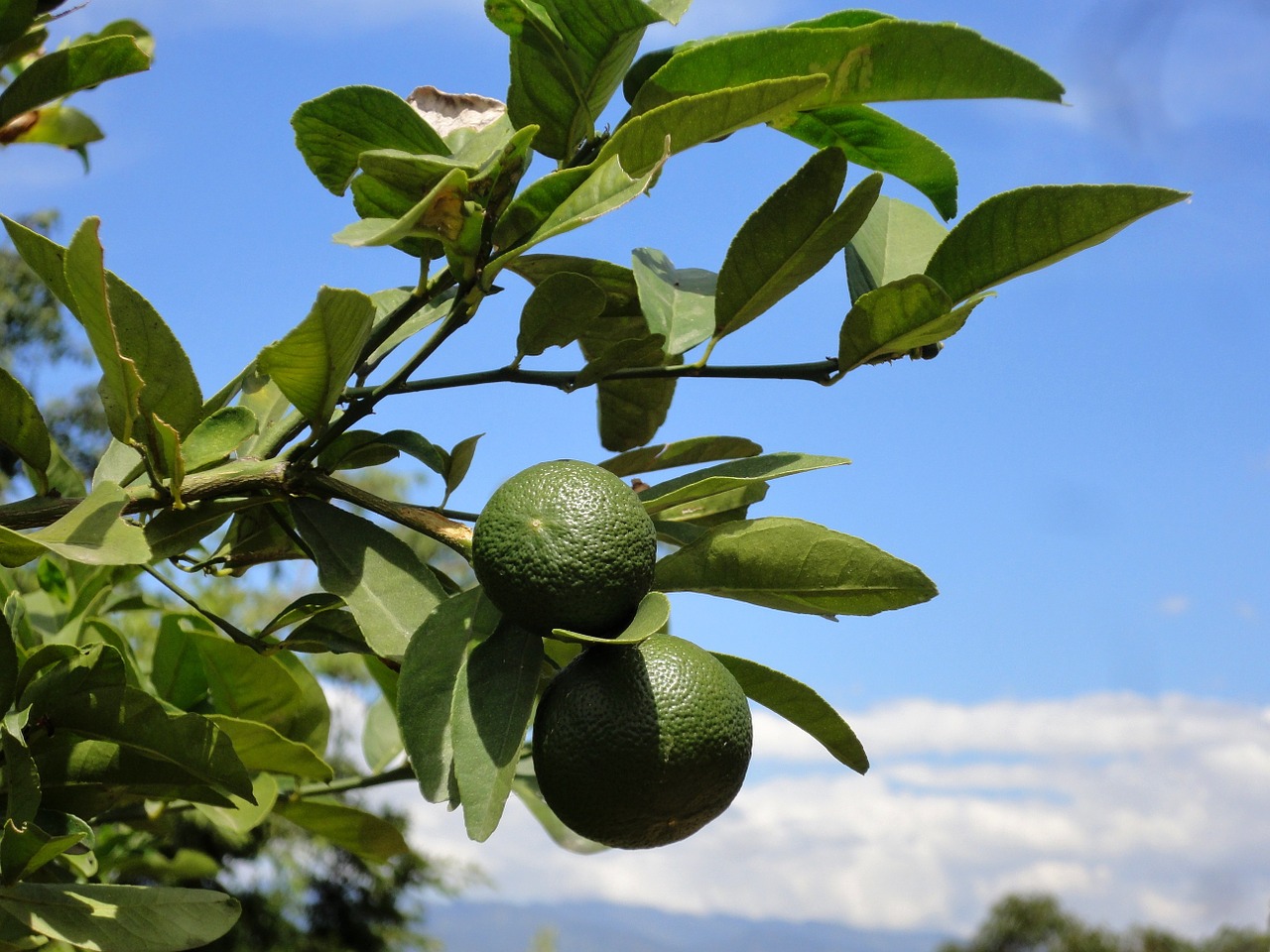 limone lemon frisch free photo