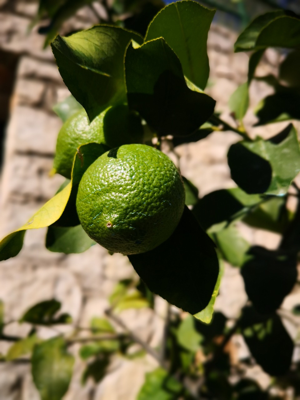 limone  lime  caipirinha free photo