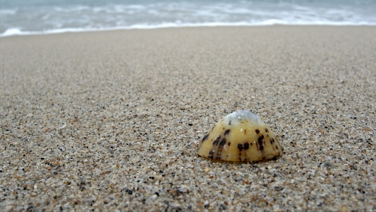 limpet shell alone free photo