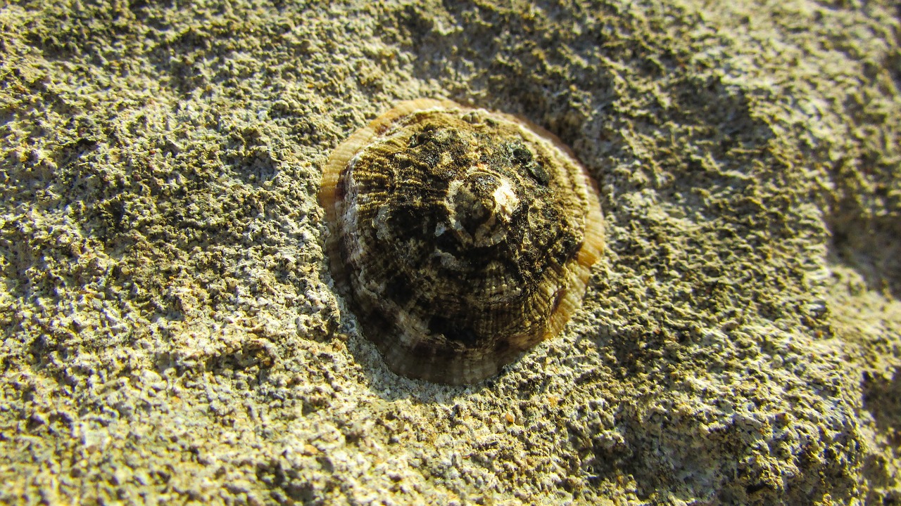 limpet rock sea free photo