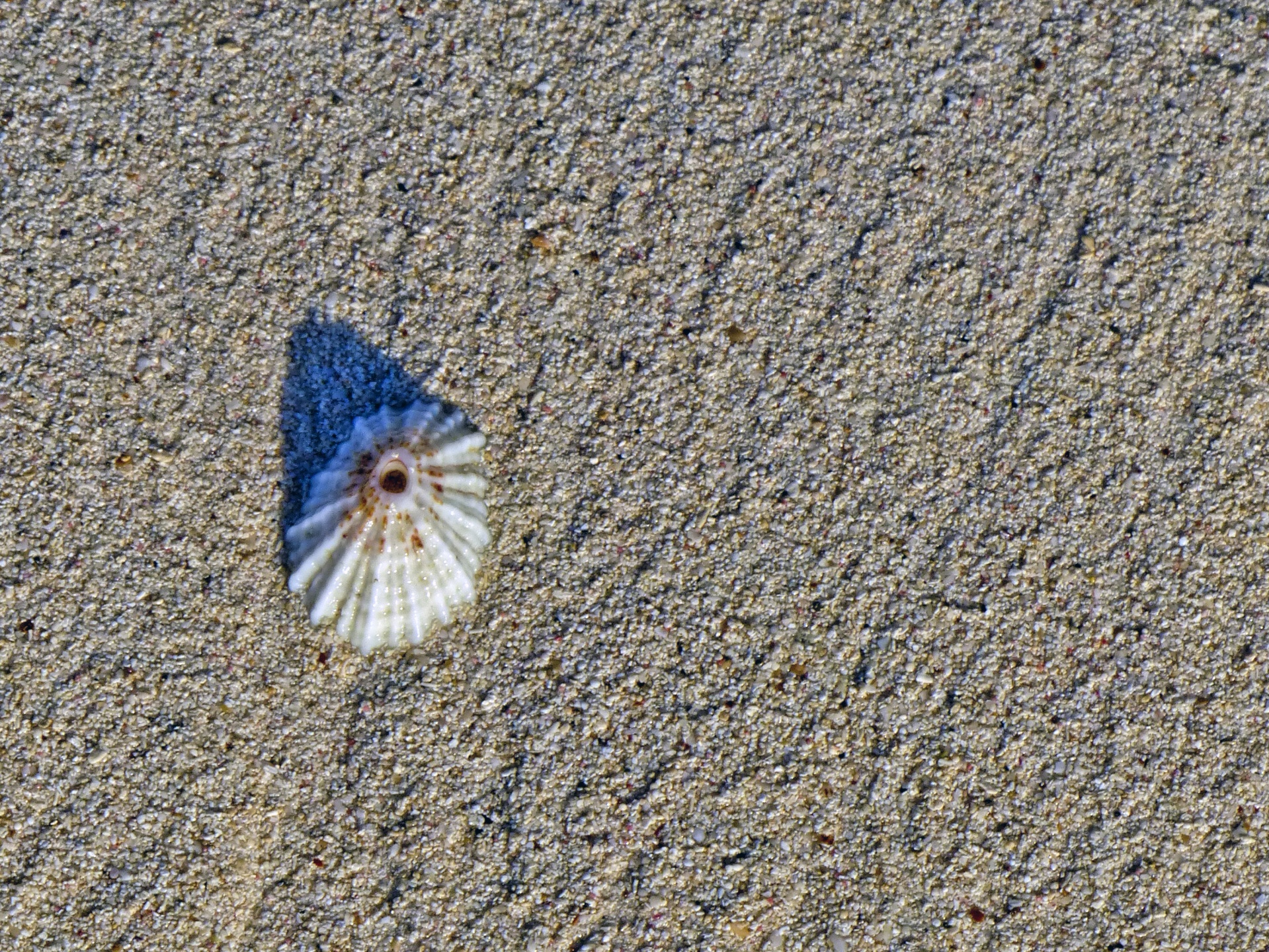 beach shell sand free photo