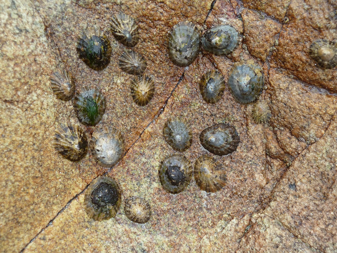 limpets shell sea free photo