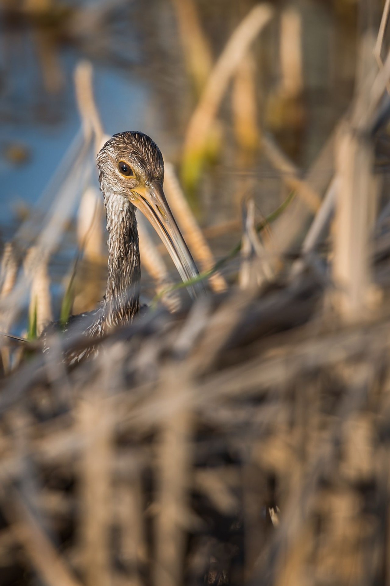 florida viera wetlands free photo