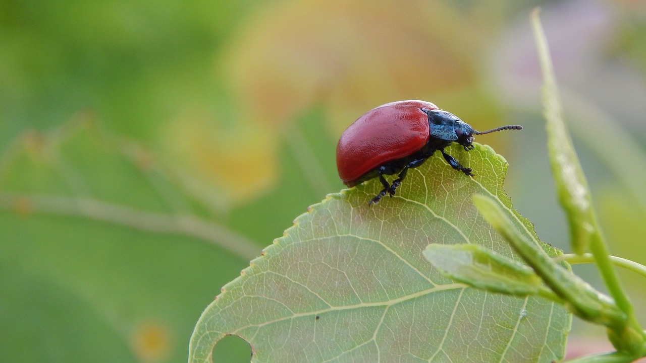 lina poplar insect animal free photo