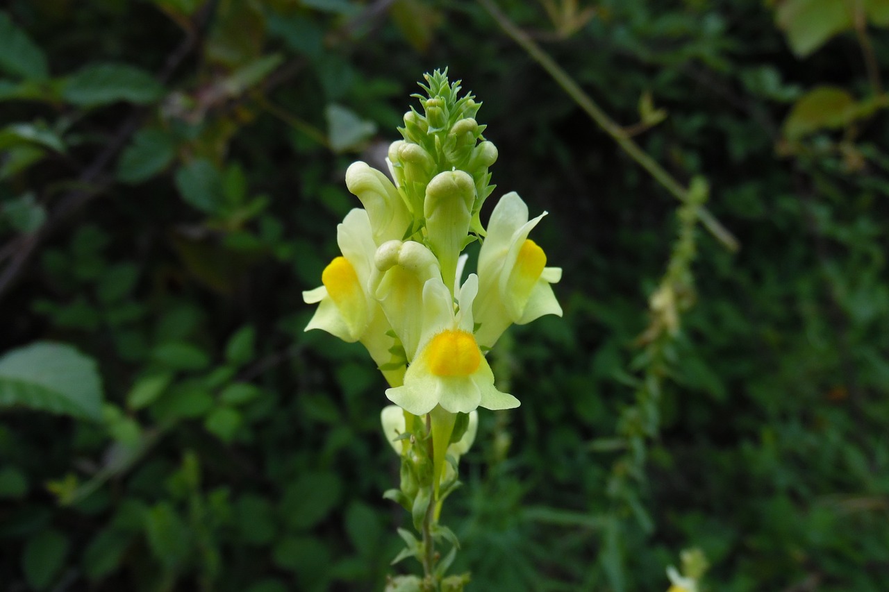 linaria vulgaris flower nature free photo