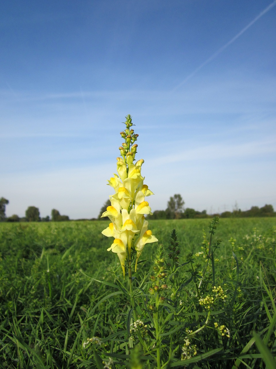 linaria vulgaris common toadflax yellow toadflax free photo