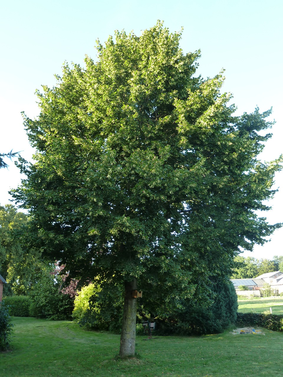 linde tree garden free photo