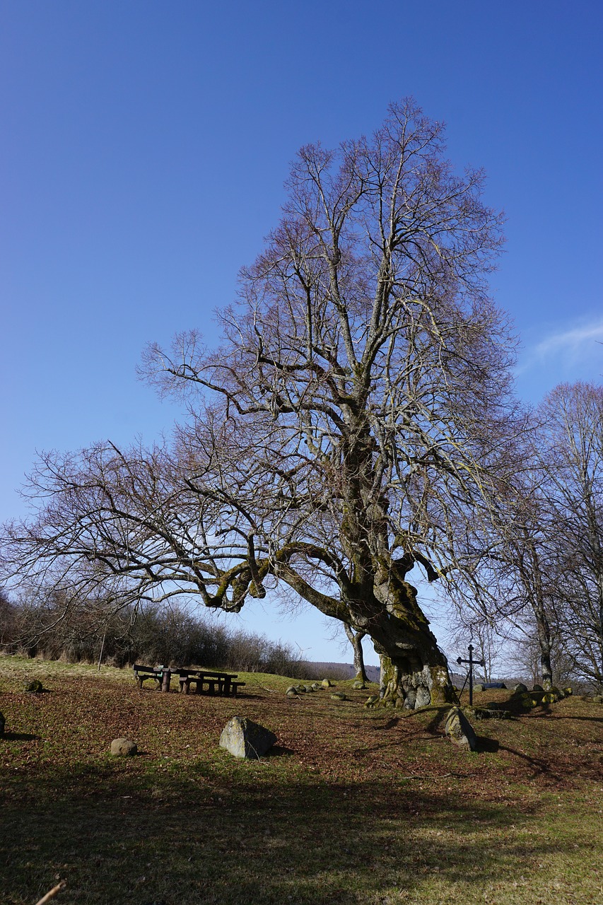 linde nature sunny free photo