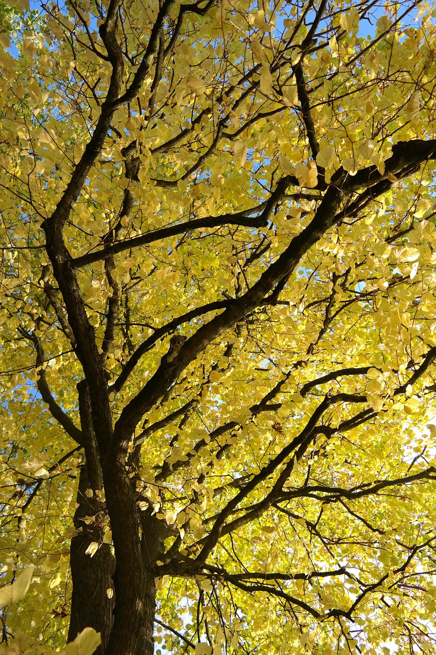 linde tree autumn free photo