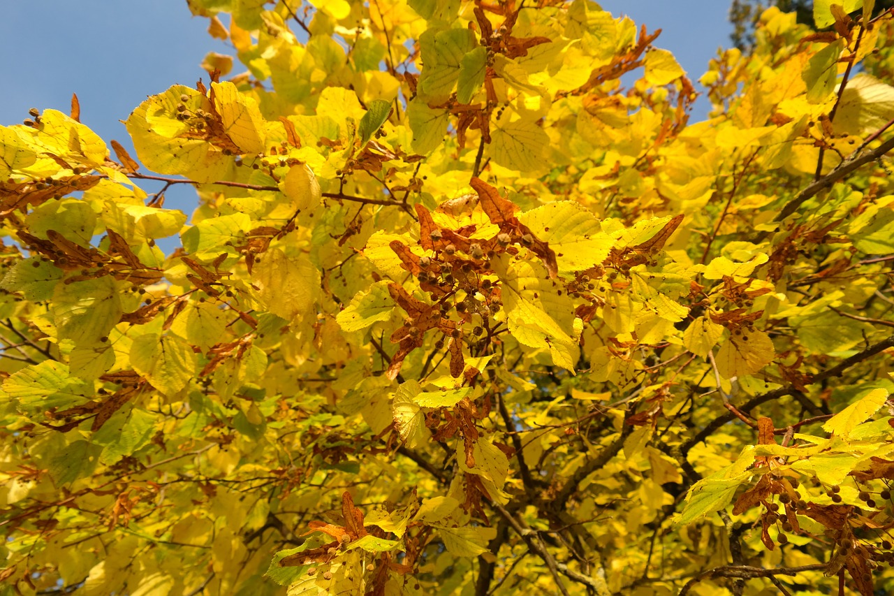 linde tree autumn free photo