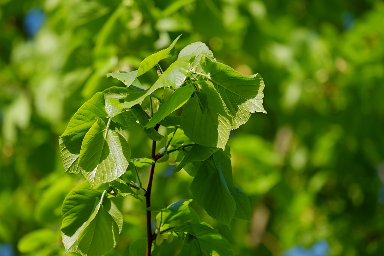 linde  lime  deciduous tree free photo