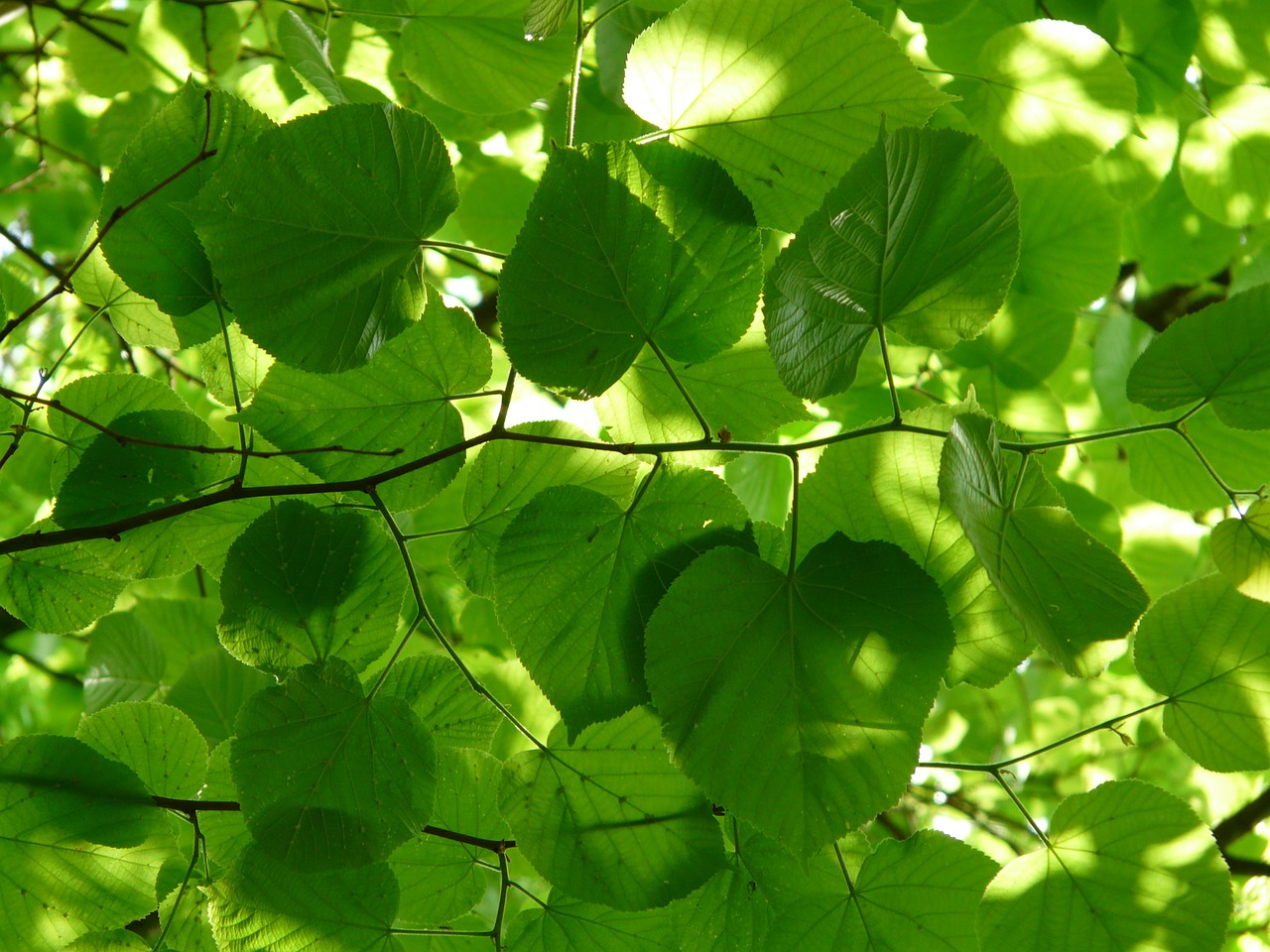 linde lipovina foliage free photo