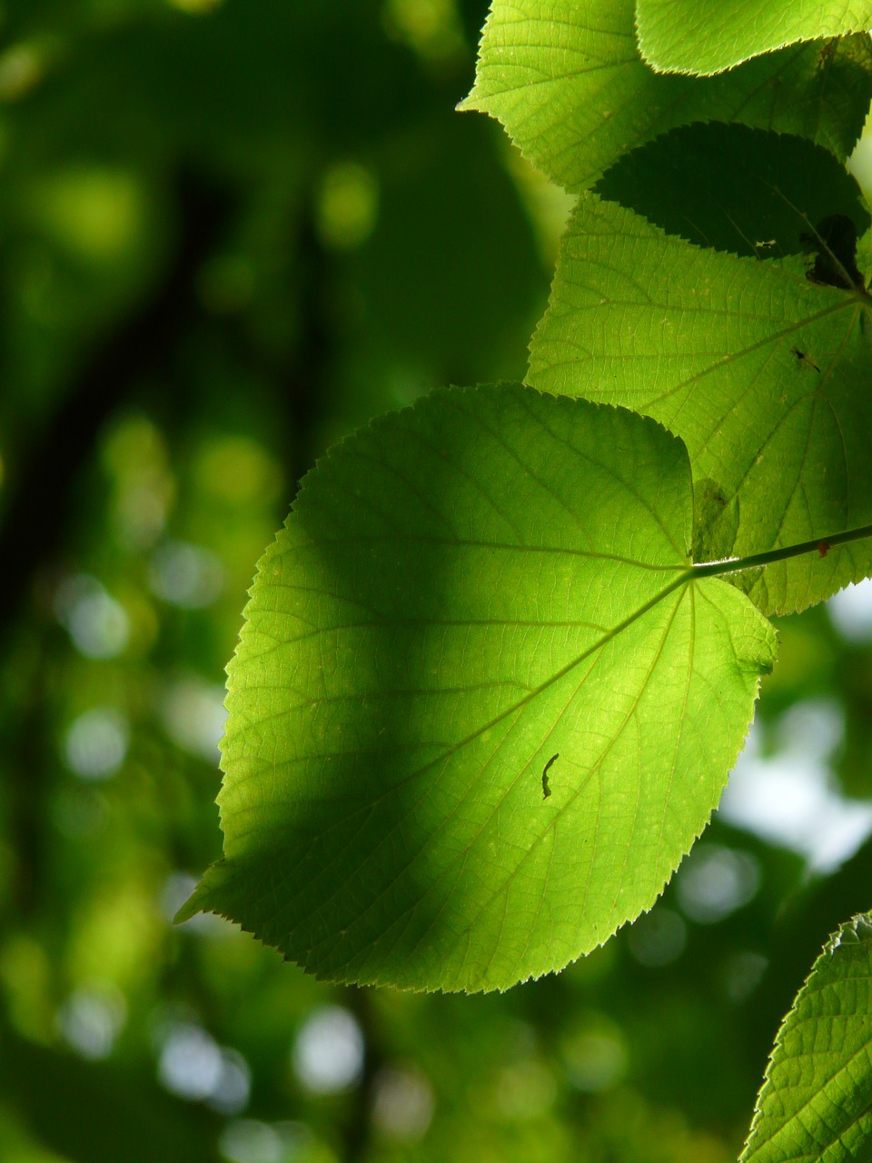linde leaf individually free photo