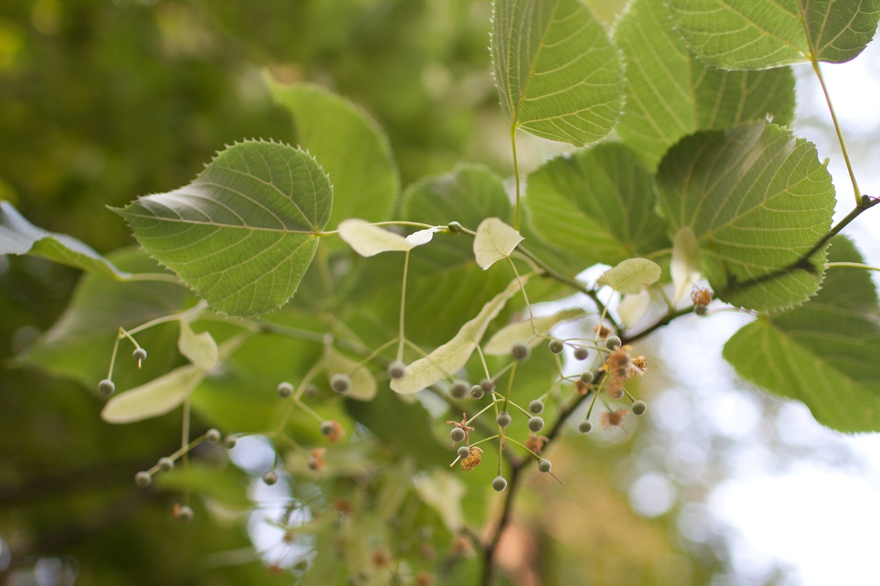 linden  leaves  tree free photo