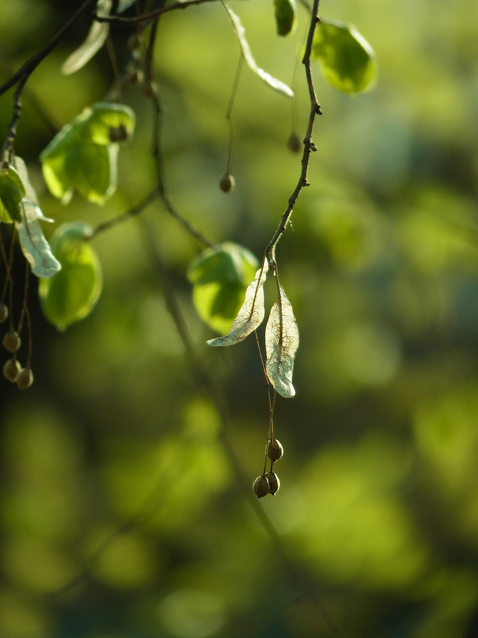 linden  spring  tree free photo