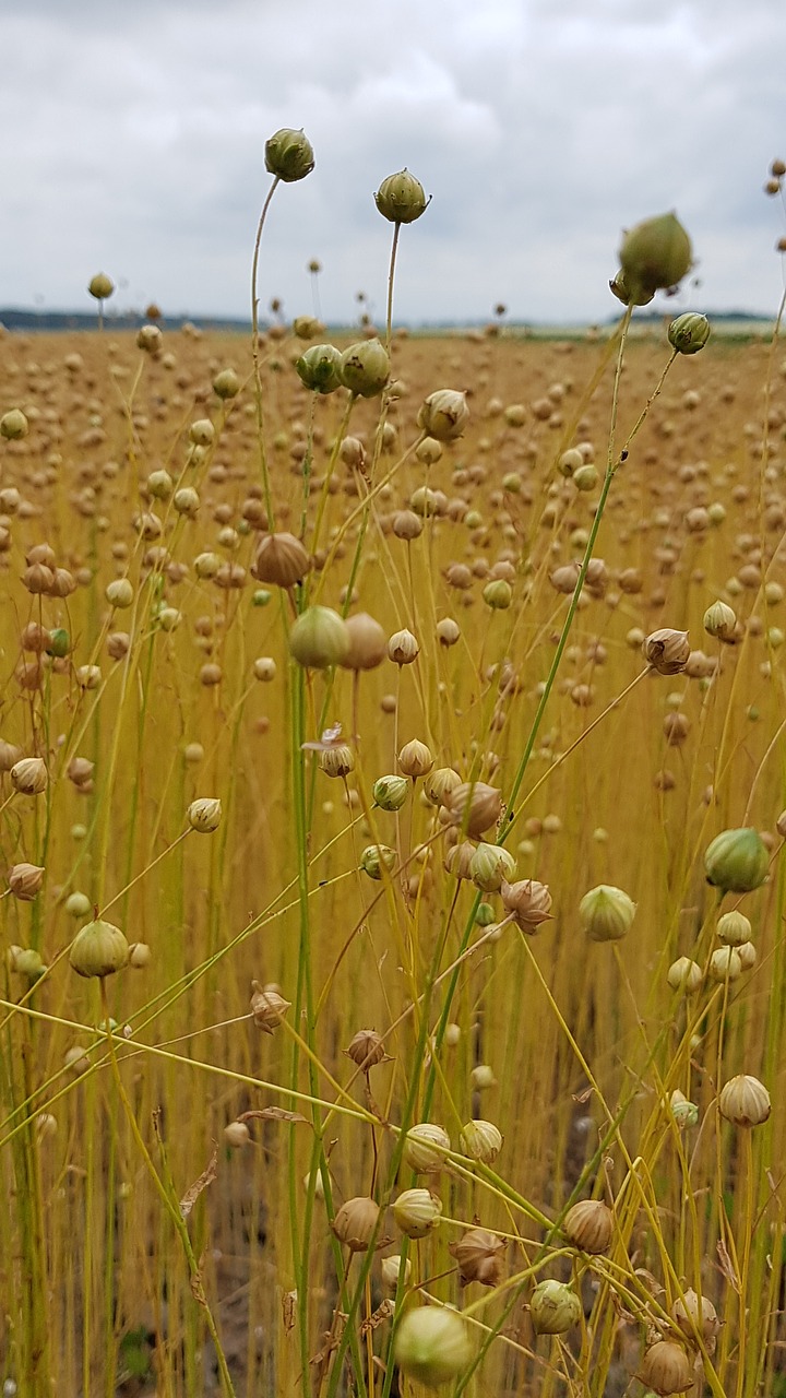 linen  flax  field free photo