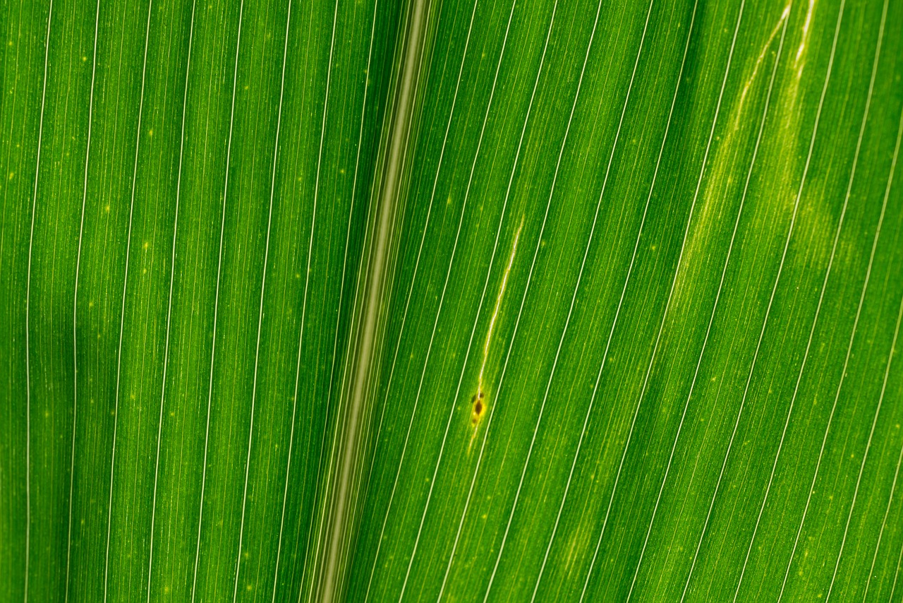 lines structures corn leaf free photo