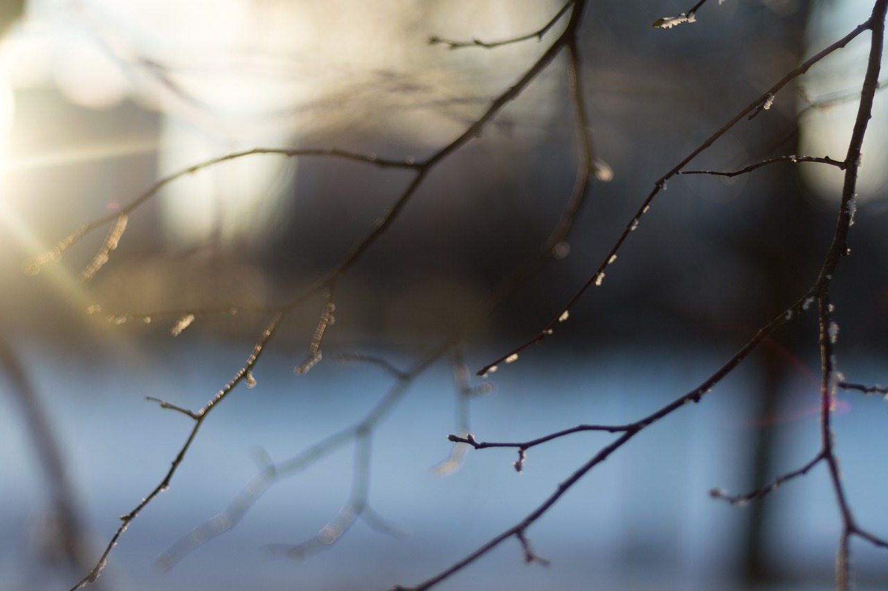 lines trees branches free photo