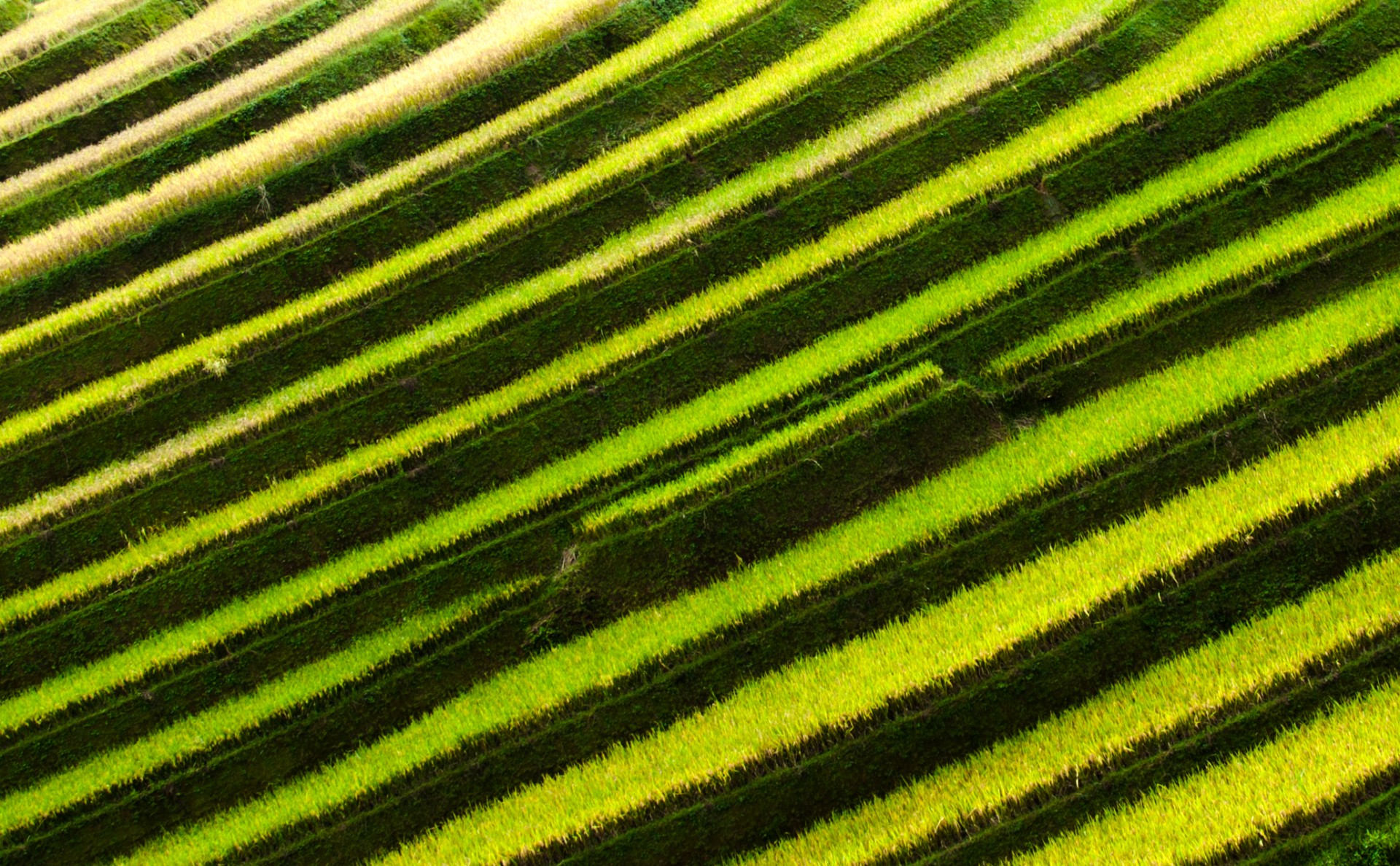 terraced fields mu cang chai yen bai free photo